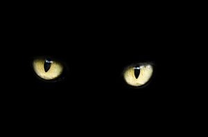 chat-noir-yeux-jaune