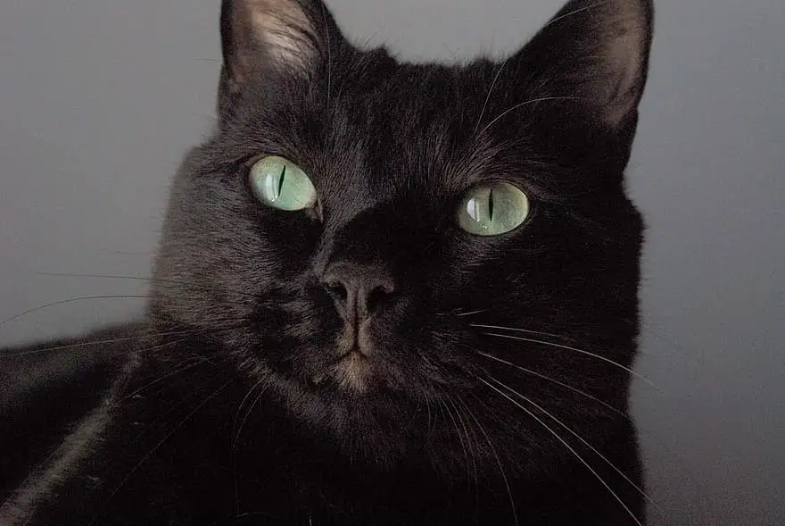chat-noir-yeux-verts