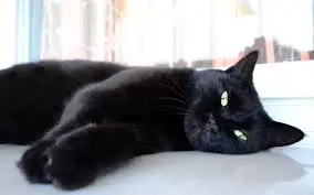 chat-noir-yeux-vert