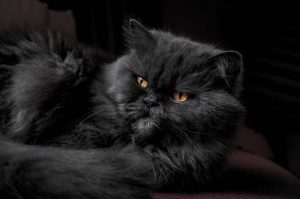 chat-persan-noir