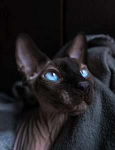 chat-sphynx-noir