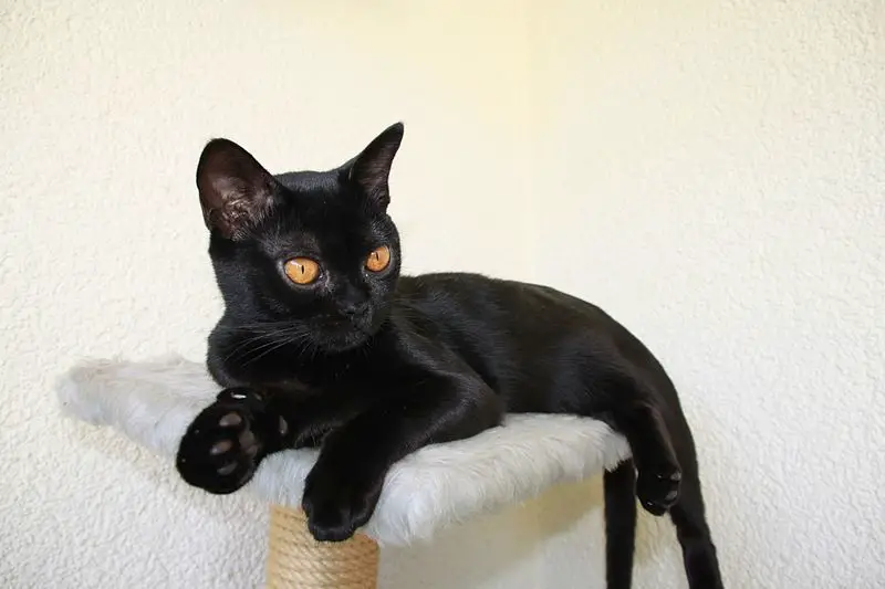 Saviez-vous que tous les chats noirs ne sont pas vraiment noirs ? La raison pour laquelle, à première vue, certains chats noirs ont un lustre légèrement rougeâtre sous un éclairage approprié se trouve dans la théorie de l'hérédité ; car si deux chats noirs s'accouplent avec une fourrure noire dominante, les chatons qui en résultent sont aussi noir pur. Cependant, si un parent a une certaine prédisposition héréditaire à une coloration rouge, cela n'est souvent pas immédiatement perceptible, mais peut être vu sous un jour favorable. Saviez-vous que la couleur noire est plus souvent transmise aux mâles qu'aux femelles ? Saviez-vous que, malgré toutes les superstitions, il existe une race de chats qui a été élevée pendant des décennies pour ne produire que des chats noirs ? Cette race, dont les représentants sont plutôt petits et toujours d'un noir profond et ont généralement des yeux dorés ou cuivrés fascinants, s'appelle "Bombay Cat". Et enfin un fait assez choquant : les chats noirs restent souvent beaucoup plus longtemps dans l'abri jusqu'à ce qu'ils soient finalement considérés comme des chats de couleurs différentes. Cela pourrait encore être dû à l'ancienne superstition et à la peur subliminale qui en résulte dans la population (d'ailleurs dans de nombreux pays du monde), ou simplement au fait que les animaux plus brillants ou colorés en général ont simplement l'air plus amicaux et donc plus de confiance que les noirs. Parce que la médiation paresseuse des animaux noirs ne se limite pas seulement aux chats, mais touche aussi d'autres animaux, comme les chiens.