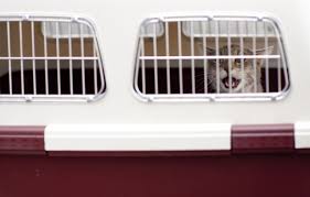 chat_cage_transport_jaimetropchat_jaime_trop_chat