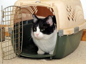 chat_heureux_cage_transport_jaimetropchat_jaime_trop_chat