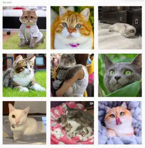 https://www.instagram.com/explore/tags/cats/