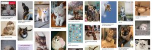 photo-chat-pinterest