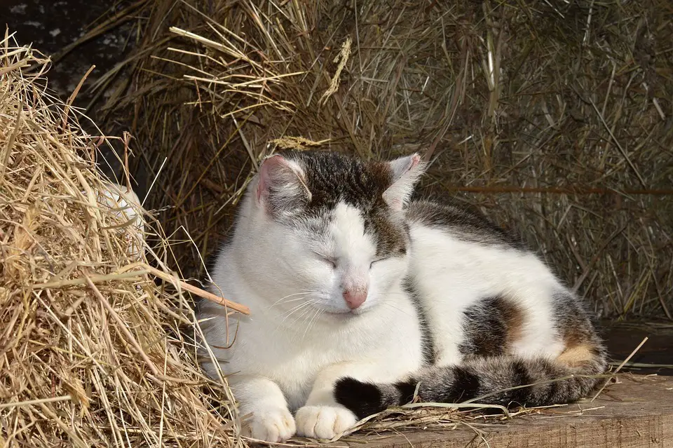 age-chat-humain-chat-dort