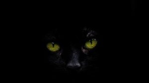 chat noir yeux jaunes