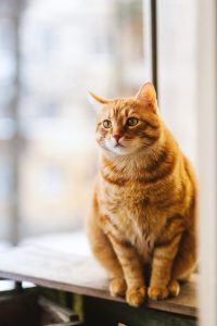 blog pour les amoureux de chats jaimetropchat.fr