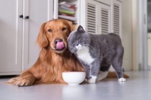 cohabitation chien chat