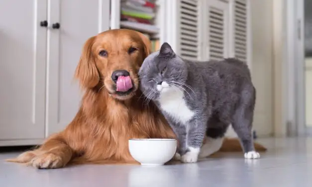 Entente Chien-Chat : une relation chat et chien parfois difficile