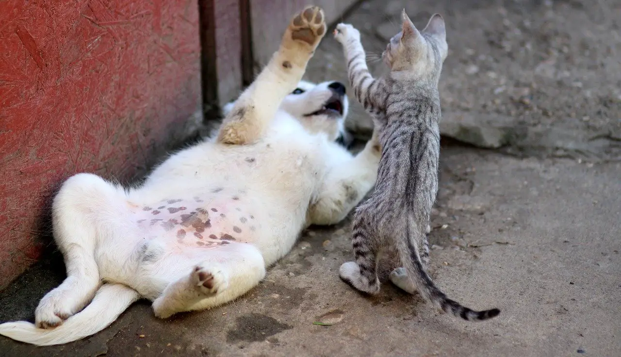 entente-chien-chat