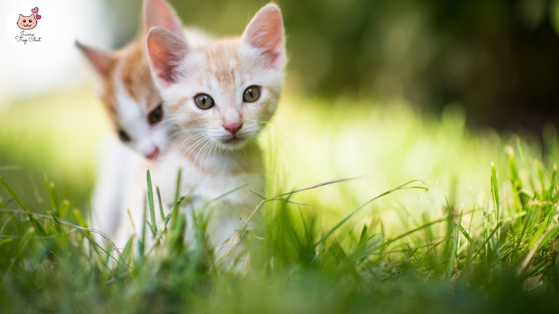 mignon bébé chat - chat plus mignon du monde