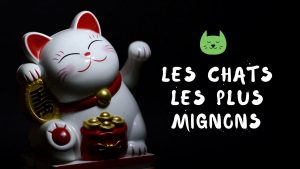 photo-chat-mignon