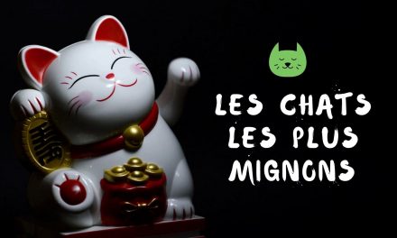 Photos de chats | Mignons – Rigolos – Droles | Bébés Chat – Chatons