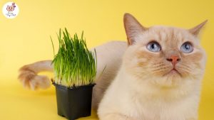 photo-chat-trop-mignon