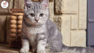 photo-chaton-mignon-gris