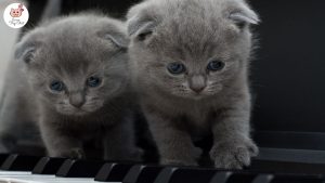 photo-chatons