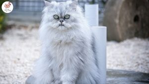 photo-de-chat-blanc