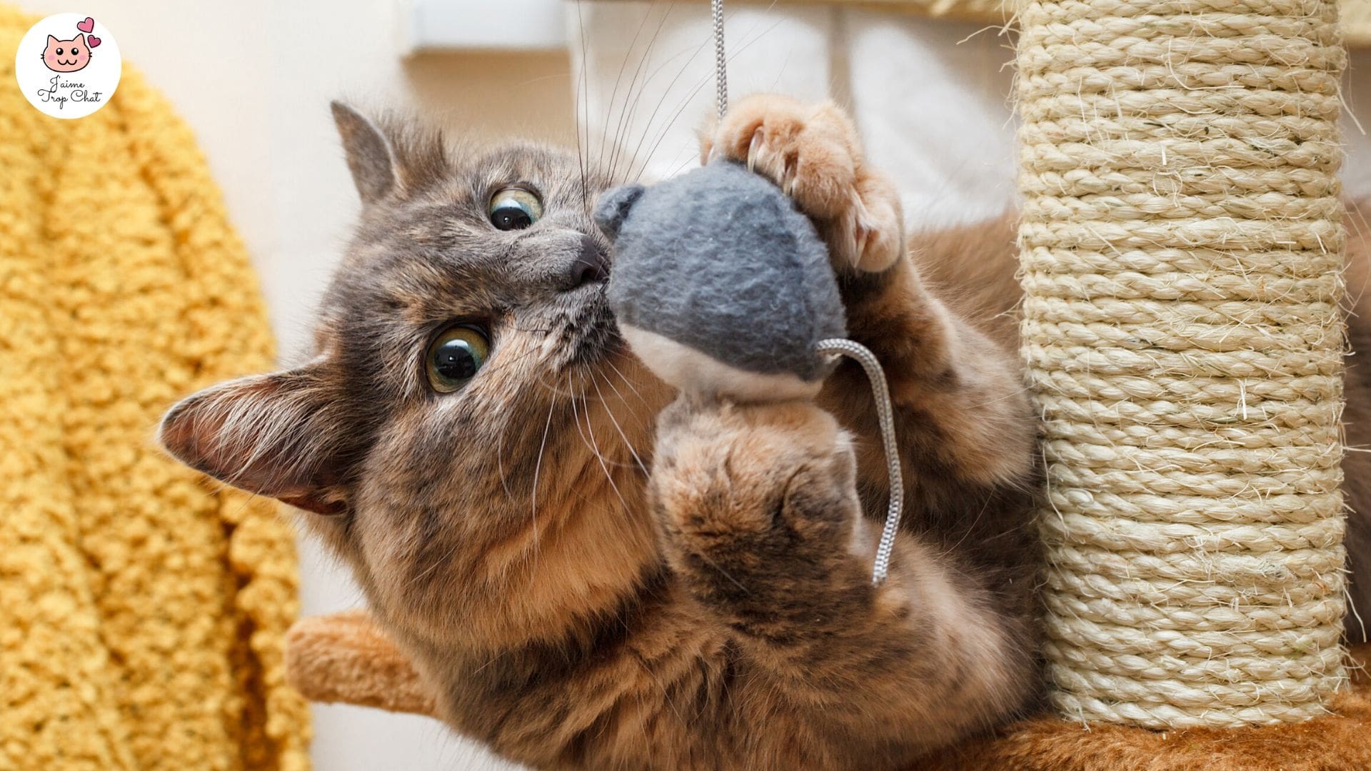photo-de-chat-malicieux