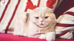 photo-de-chat-noel