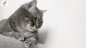 photo-de-chat-noir-et-blanc