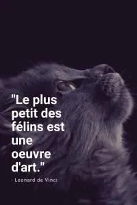 citations chat