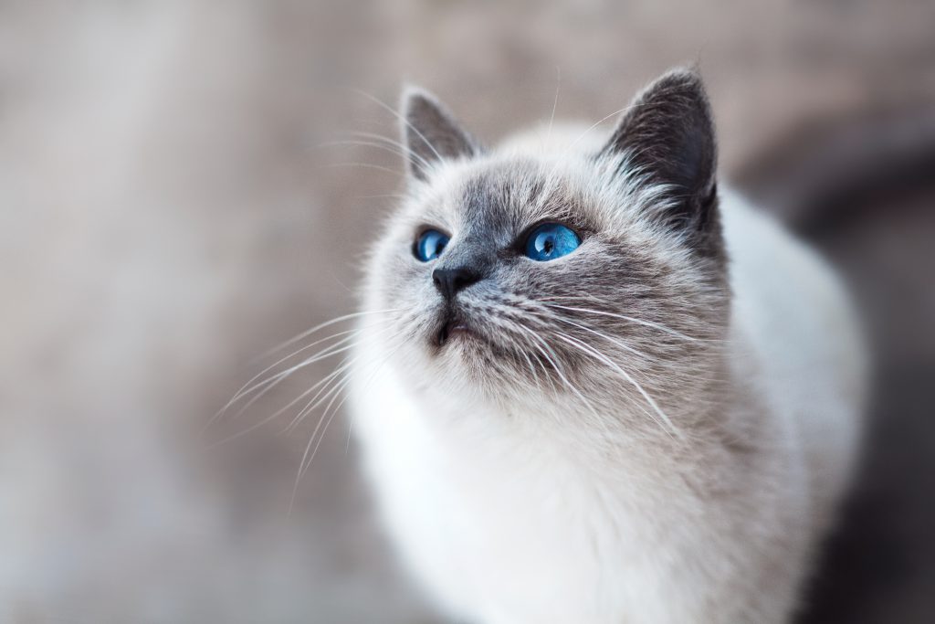 chat-blanc-introduction-blog