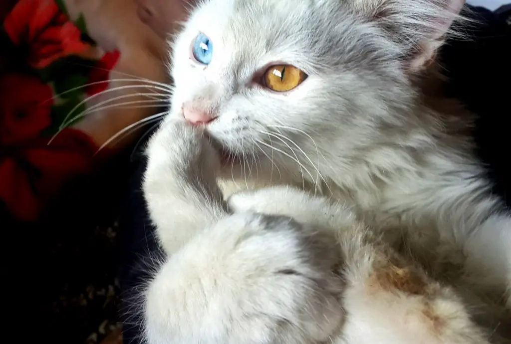 chat-blanc-oeil-couleur-differente