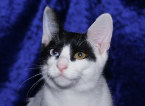 chat-noir-blanc-yeux-couleur-differente