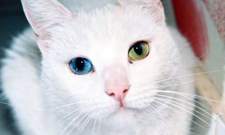 Chat yeux vairon : explication, origine, risque d’un oeil de couleur différente