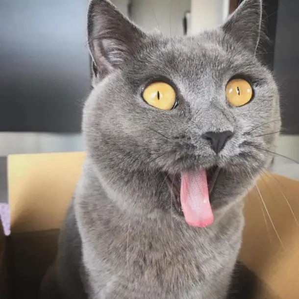 durée de vie d un chat diabétique