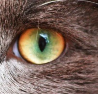 oeil dichromatique chat