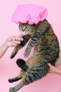 Comment laver un chat sans se faire griffer - Laver son chat - chaton : quand, avec quoi, comment ?