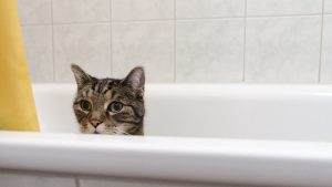laver un chat