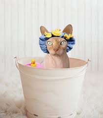 Comment laver un chat – Laver son chat – chaton : quand, avec quoi, comment ?