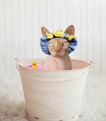 laver-un-chat-sans-poil-sphynx