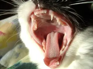 mouth cat