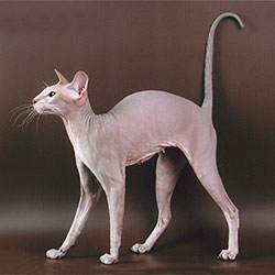 chat-peterbald