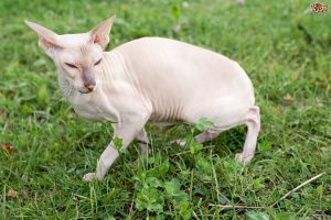 chat de peterbald dans un jardin