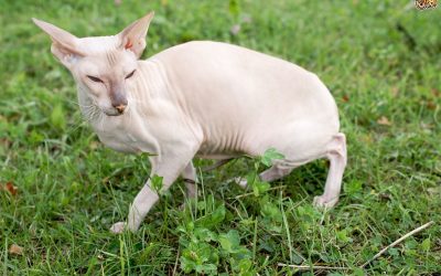 Le Peterbald : un chat sans poil pas comme les autres