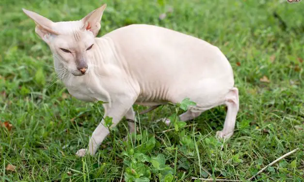 Le Peterbald : un chat sans poil pas comme les autres