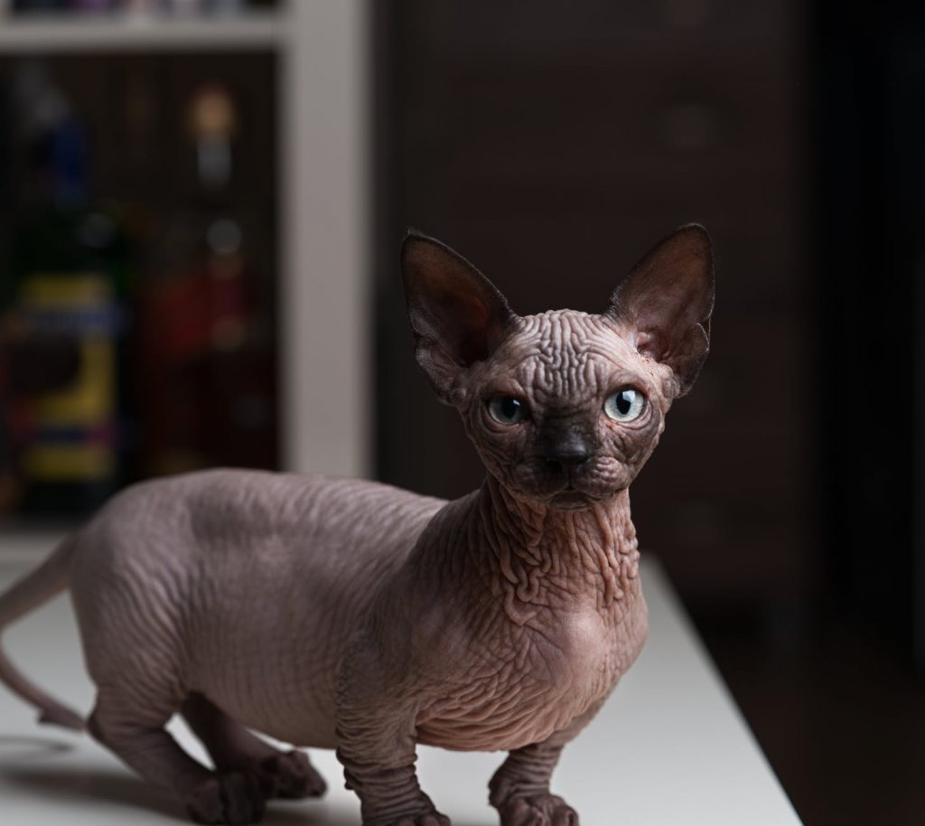 Chat sans poil race, prix, origine Guide de référence [2022] J