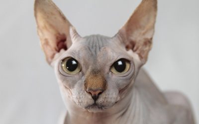 Chats sans poils : races, prix, photo, comportement, entretien (Sphynx, Donskoy, Peterbald, Levkoy, Bambino…) – Chat nu
