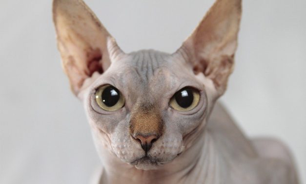 chat sans poil - chat sphynx