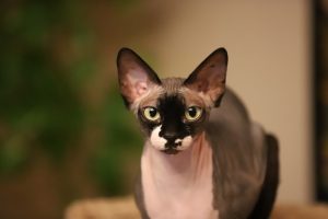 chat sans poil noir et blanc - chat sans poil