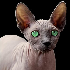 chat sphynx aux yeux verts