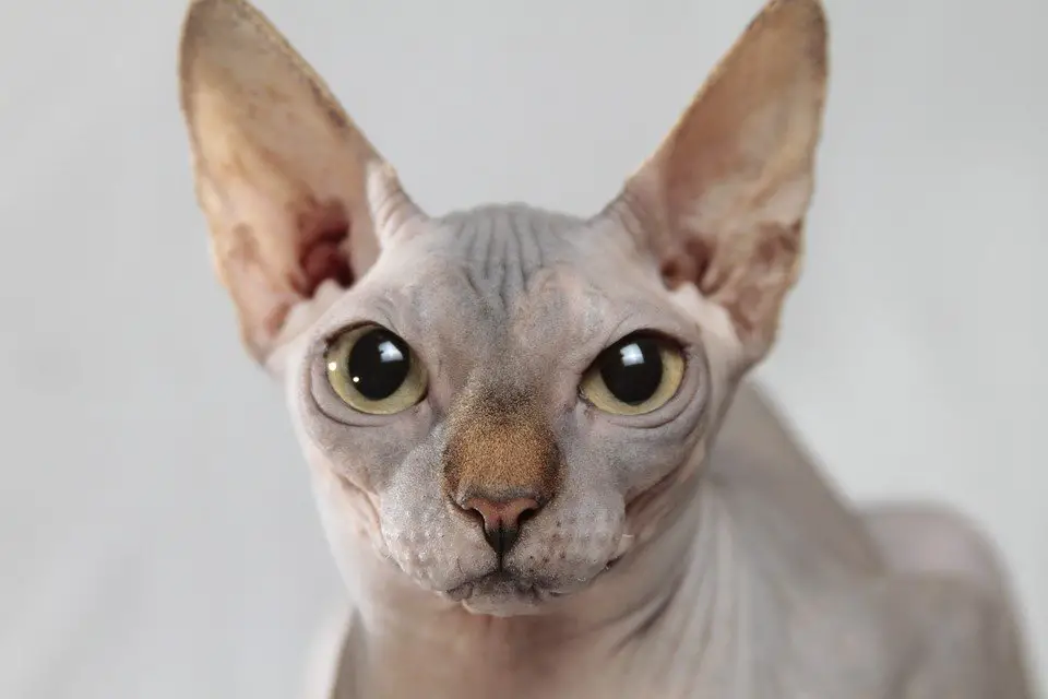 chat sans poil - chat sphynx