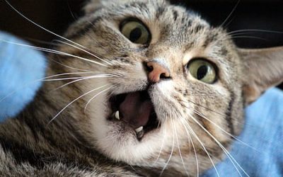 Chat qui sent mauvais : que faire si CHAT PUE ?