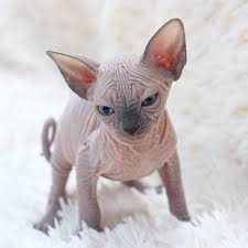 chaton sphynx blanc